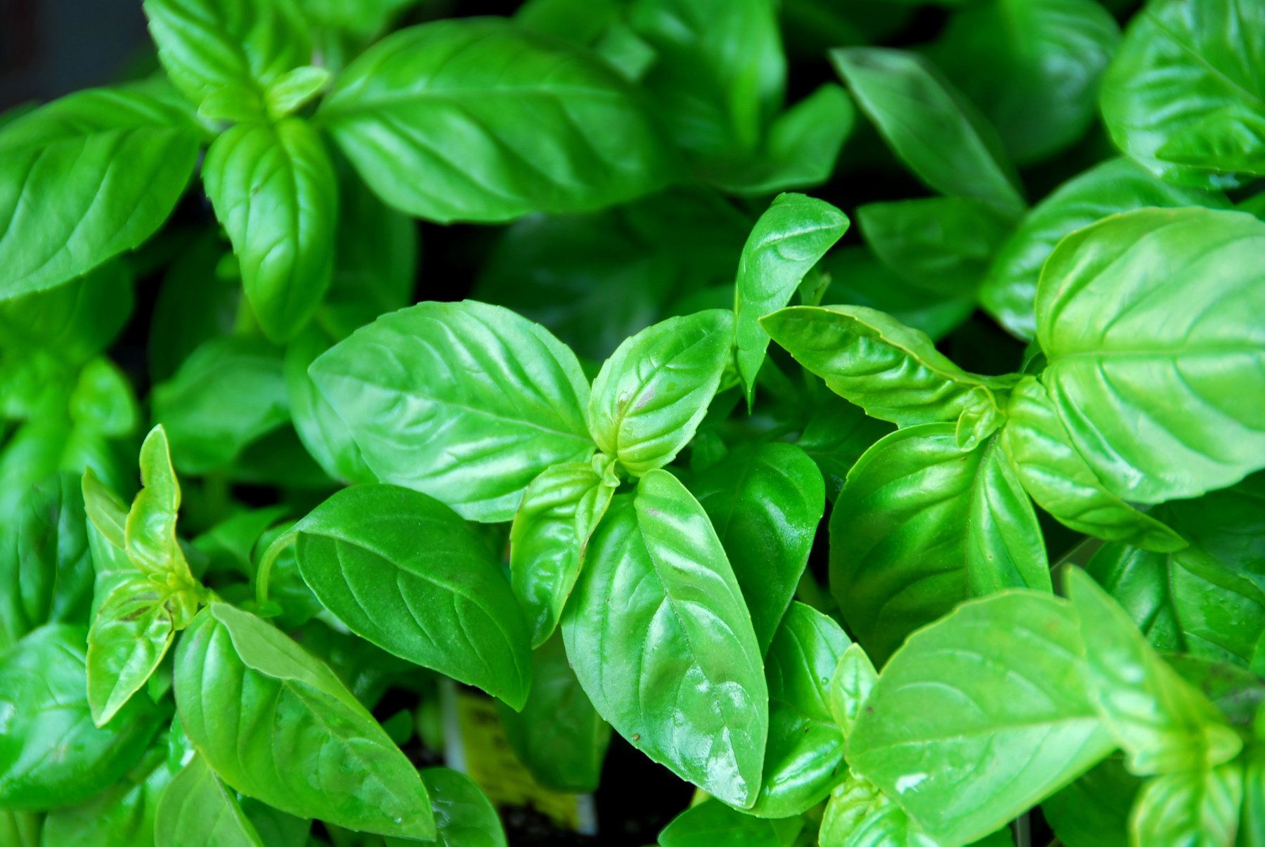 Fresh Basil